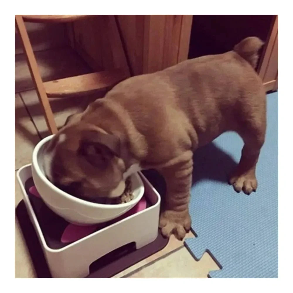 Bulldog Wide Mouth Tilted Anti Skid Dog Feeding Bowl