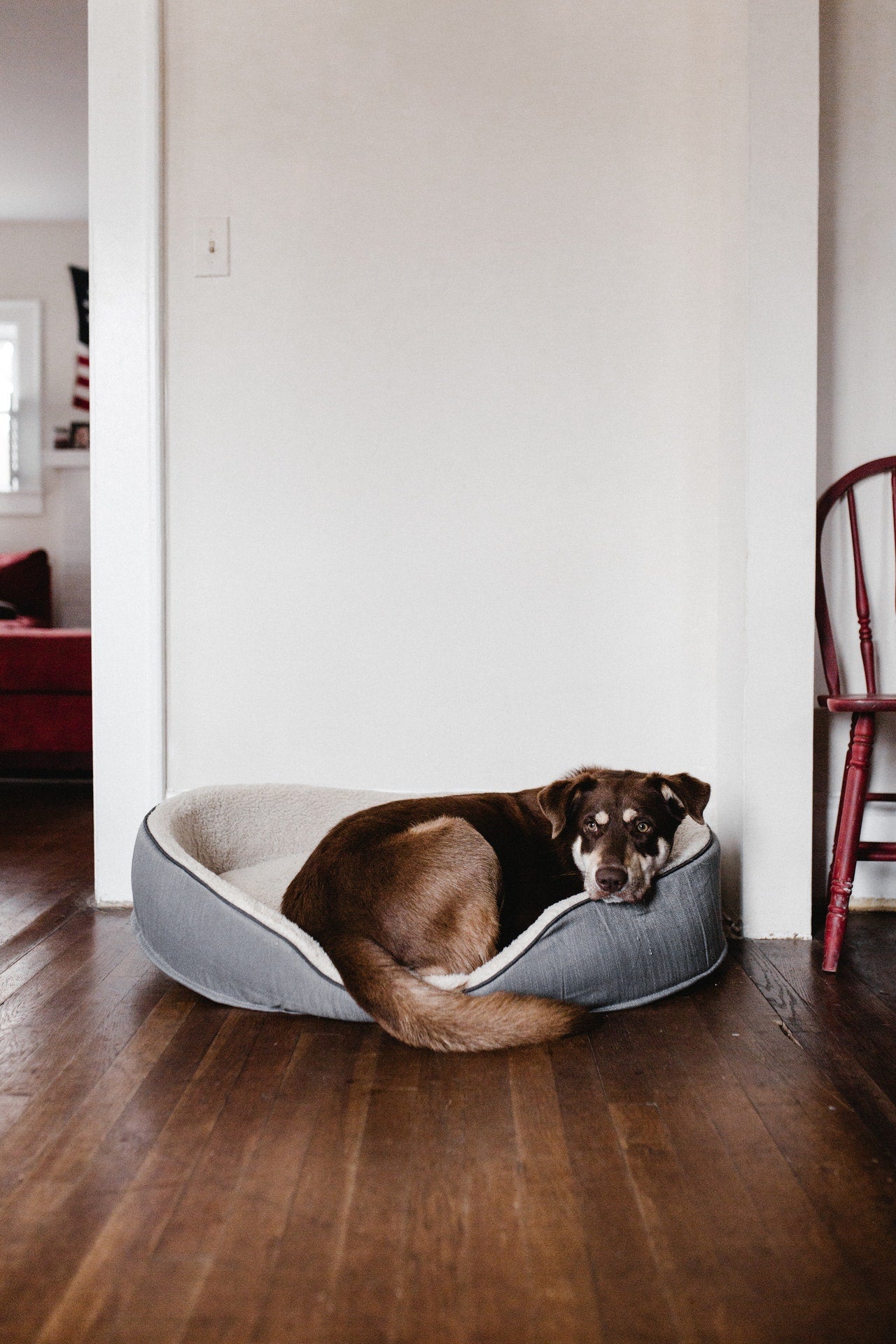Dog Beds & Cat Towers