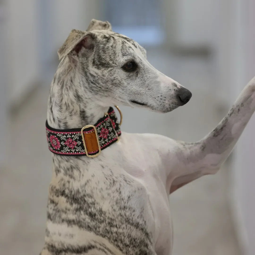 NONECN Martingale Dog Collar for Greyhounds Whippets and More