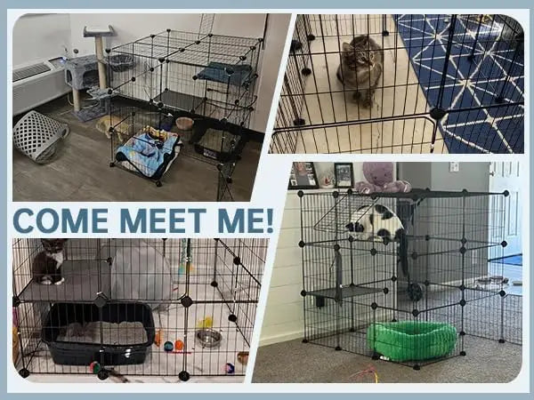3-Tier Indoor Cat Cage Enclosure DIY Playpen Detachable Wire Kennel